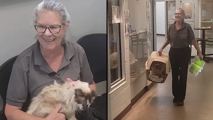 VIDEO: Encuentran a gatito perdido 11 años después… ¡Gracias a un microchip!