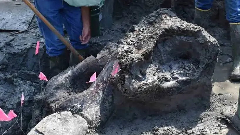 Encuentran cráneo de mastodonte de 13 mil años de antigüedad en Iowa