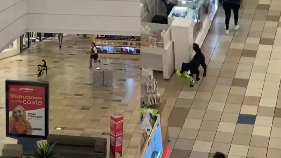 ¡Asalto perrón! Captan en video a perrito que se robó un peluche de centro comercial