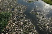 Río en Brasil se cubre con toneladas de peces muertos