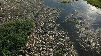 Río en Brasil se cubre con toneladas de peces muertos