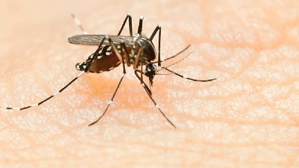 ¡Atención! Se declara emergencia nacional en Guatemala debido a la epidemia de dengue