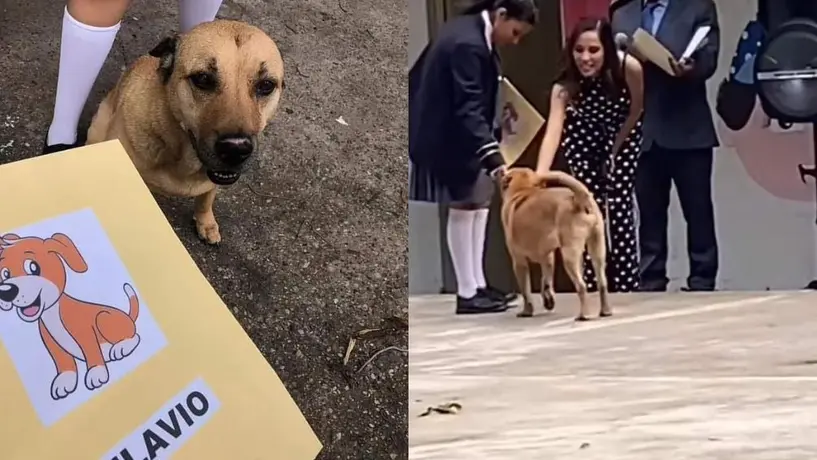 VIDEO: Flavio, el perrito que se hizo viral en TikTok por "graduarse" de la primaria" le dan su reconocimiento