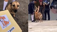 VIDEO: Flavio, el perrito que se hizo viral en TikTok por "graduarse" de la primaria" le dan su reconocimiento