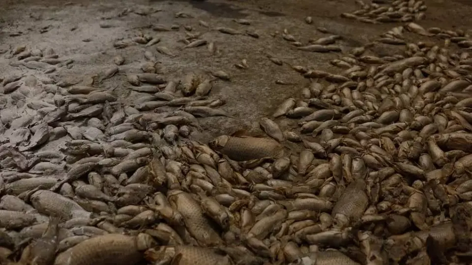 Sequía provoca la muerte de miles de peces en laguna de Chihuahua, México