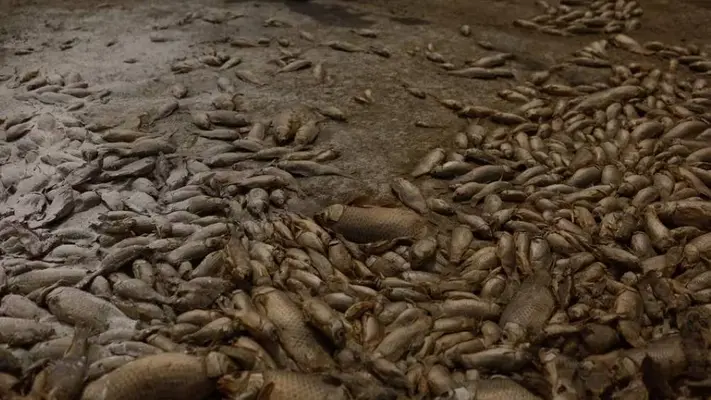 Sequía provoca la muerte de miles de peces en laguna de Chihuahua, México