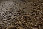 Sequía provoca la muerte de miles de peces en laguna de Chihuahua, México