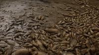 Sequía provoca la muerte de miles de peces en laguna de Chihuahua, México