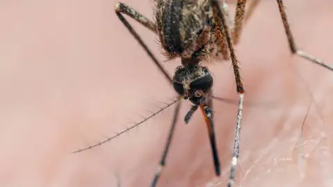Colima registra primera muerte por dengue
