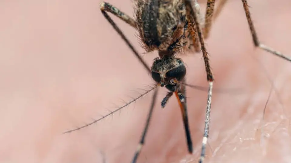 Colima registra primera muerte por dengue