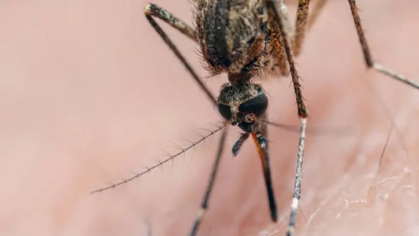 Colima registra primera muerte por dengue