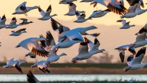 Hoy se celebra el día de las aves migratorias