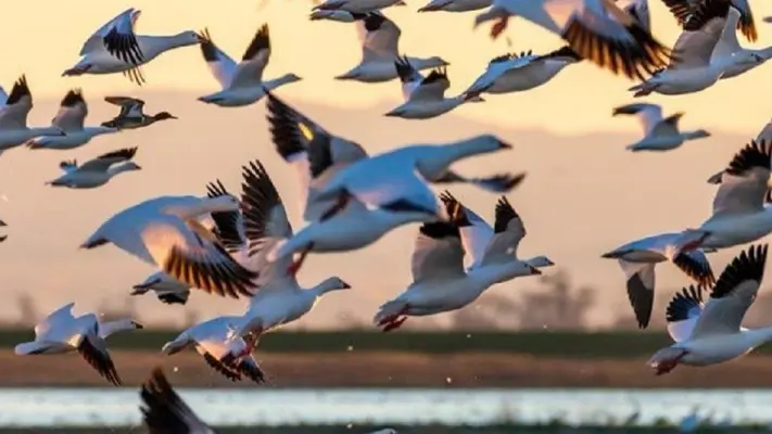 Hoy se celebra el día de las aves migratorias