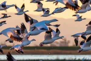 Hoy se celebra el día de las aves migratorias
