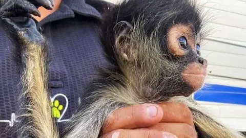 Detienen a pareja por querer vender un mono araña en redes sociales