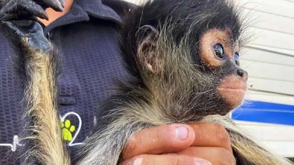 Detienen a pareja por querer vender un mono araña en redes sociales