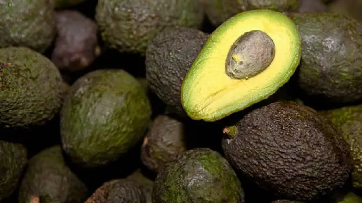 FGR investiga robo de 40 toneladas de aguacate en Michoacán