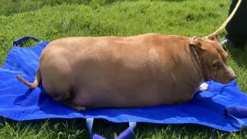 Mujer es encarcelada por sobrealimentar a su perro y causarle la muerte
