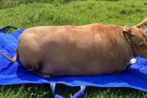 Mujer es encarcelada por sobrealimentar a su perro y causarle la muerte