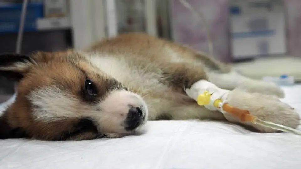 Alertan incremento de casos de parvovirus canino en Yucatán
