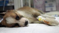 Alertan incremento de casos de parvovirus canino en Yucatán