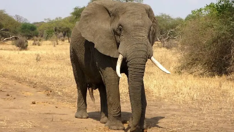 Turista español muere en Sudáfrica tras ser aplastado por un elefante