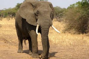 Turista español muere en Sudáfrica tras ser aplastado por un elefante
