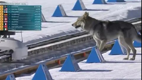Un perro se robó los reflectores en Milan Cortina | CAPTURA