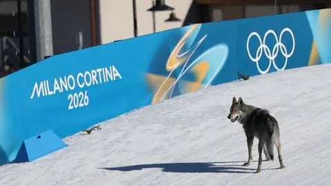 "¡Creí que estaba alucinando!" Un perro lobo checo casi provoca una "catástrofe" en los Juegos Olímpicos de Invierno (VIDEO)