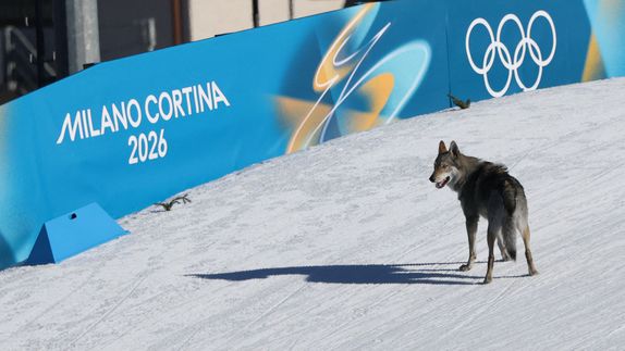 Perro se cuela a los Juegos Olímpicos de Invierno y persigue a atletas | AFP