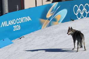 Perro se cuela a los Juegos Olímpicos de Invierno y persigue a atletas | AFP