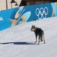 Perro se cuela a los Juegos Olímpicos de Invierno y persigue a atletas | AFP