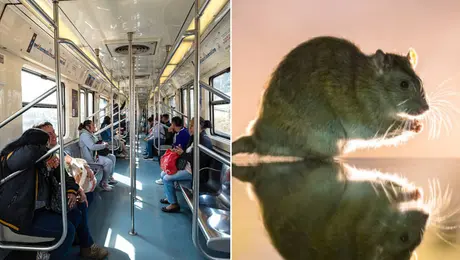 ¿Hay plaga? Captan una rata en el Metro CDMX y preocupa a usuarios / VIDEO