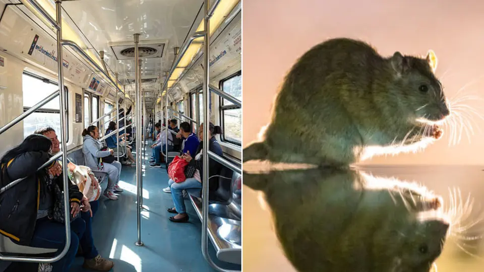 ¿Hay plaga? Captan una rata en el Metro CDMX y preocupa a usuarios / VIDEO