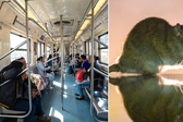 ¿Hay plaga? Captan una rata en el Metro CDMX y preocupa a usuarios / VIDEO