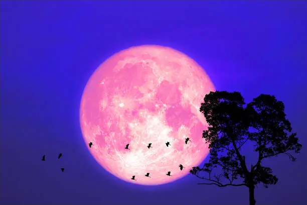 La Luna llena de junio es conocida como Luna de Fresa debido a una tradición ancestral vinculada con los ciclos naturales./ Pixabay