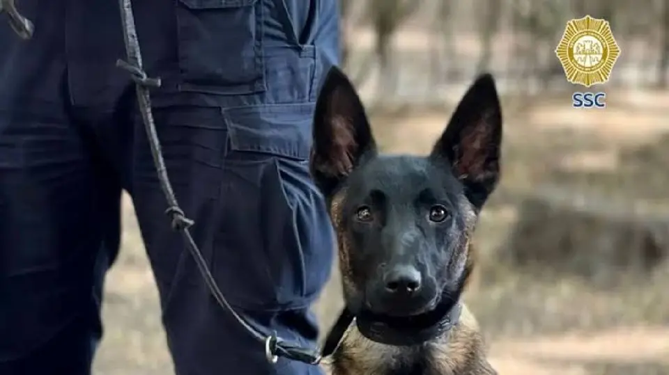 Atena, una Pastor Belga Malinois especializada en la detección de explosivos, se integra a los binomios caninos de la SSC para reforzar la seguridad durante el Mundial 2026.  / @SSC_CDMX