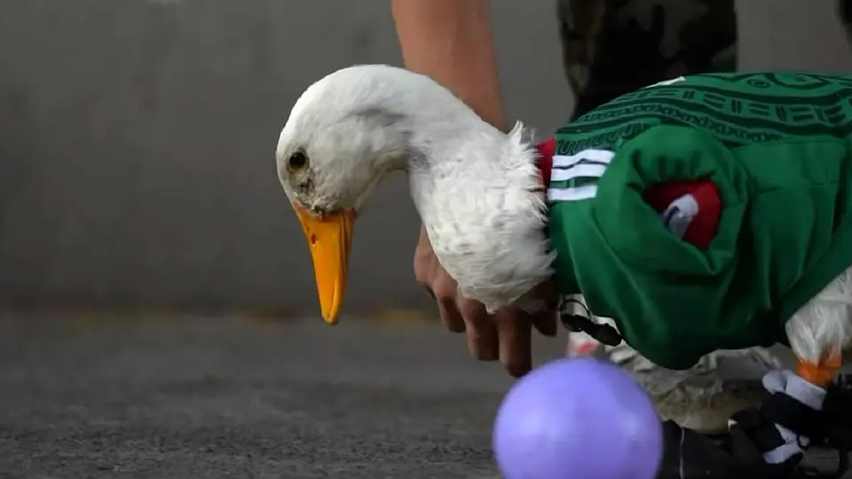 ¡Un sueño total! Pato Merlín y su familia estarán presentes en el México vs Chequia