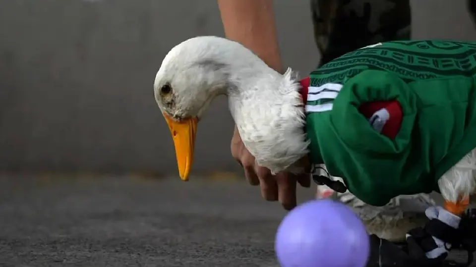 Merlín pasó de ser un aficionado más del Tri a convertirse en una de las figuras virales más populares del Mundial 2026./ Univisión