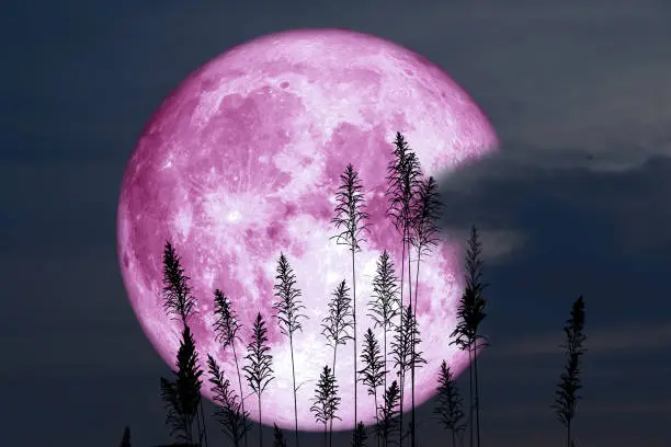 Millones de personas podrán observar la Luna de Fresa 2026 sin necesidad de telescopios o equipo especializado./ Pixabay