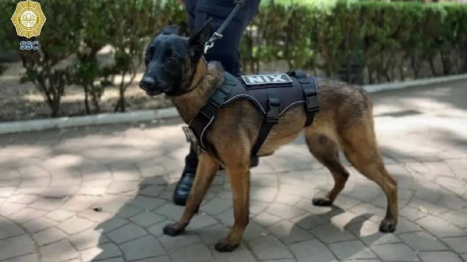 La perrita Atena fue adiestrada para la detección de explosivos y participará en los operativos de seguridad rumbo a la Copa del Mundo 2026. / @SSC_CDMX