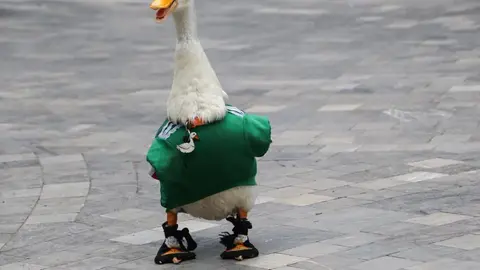 El pato Merlín ya cuenta con varios corridos inspirados en su historia y su creciente fama entre la afición mexicana./ RS