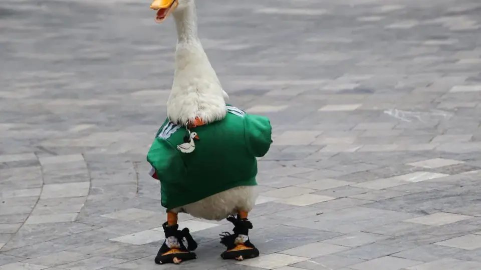 El pato Merlín ya cuenta con varios corridos inspirados en su historia y su creciente fama entre la afición mexicana./ RS