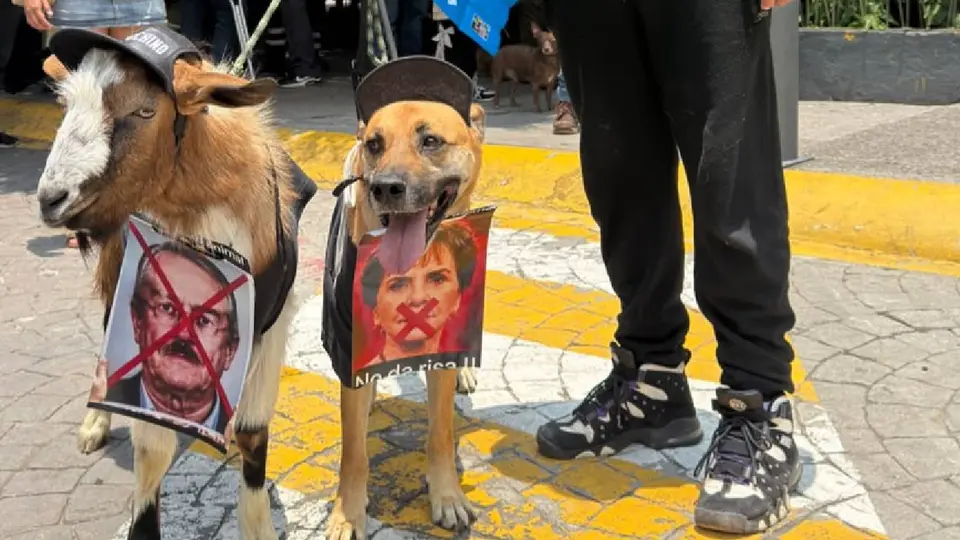 Manifestantes acudieron con pancars{ancheztas en defensa de los animales. / Georgina