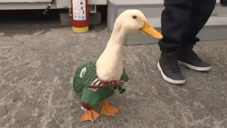 El Pato Merlín se convirtió en un fenómeno dentro del pasado Mundial de futbol 2026 / Especial