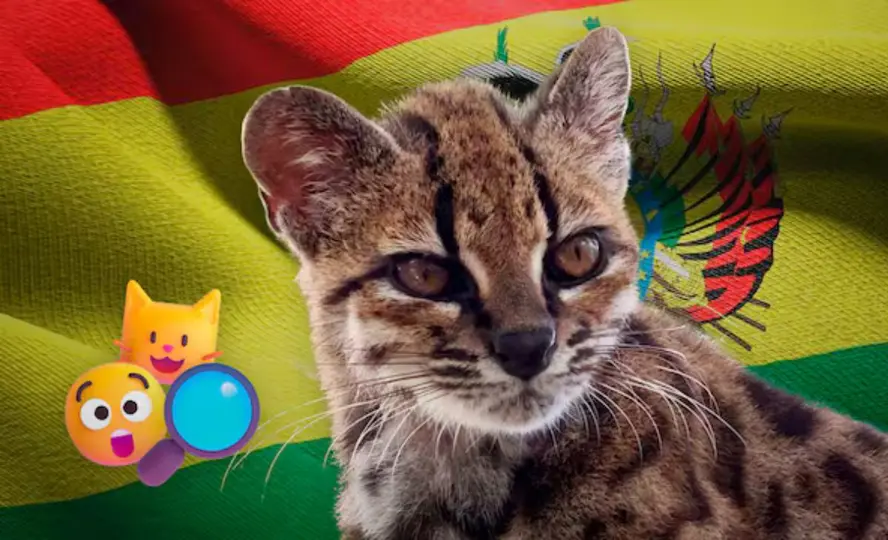 El nuevo felino mide cerca de 46 centímetros y pesa 1.4 kilogramos./especial