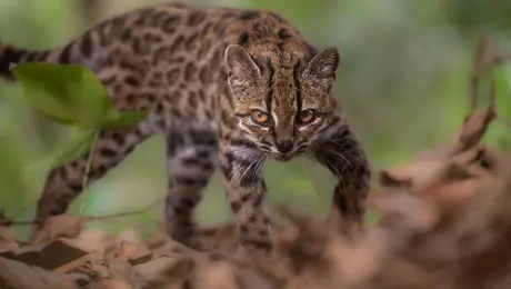 Gato Tilcayo: descubren nueva especie de felino en Bolivia; no ocurría desde hace más de 100 años