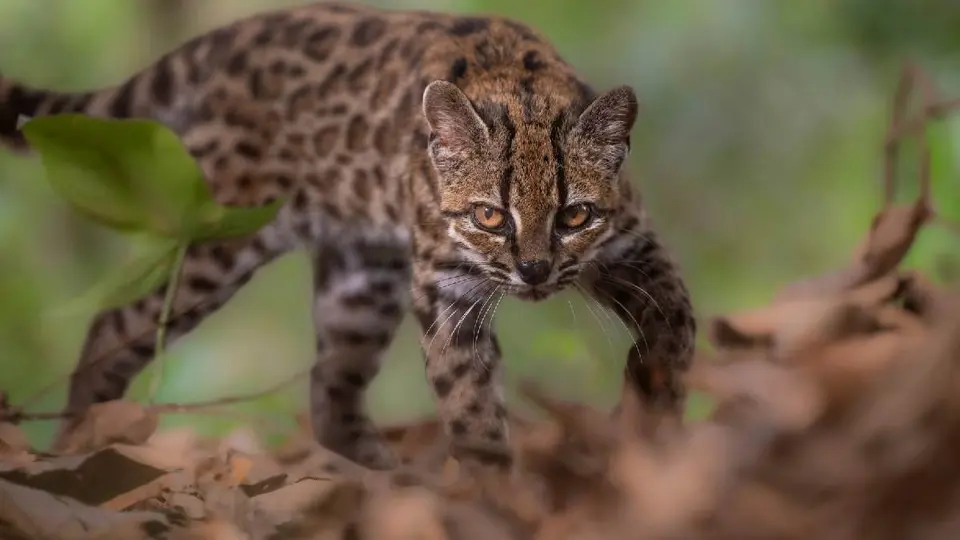 Gato Tilcayo: descubren nueva especie de felino en Bolivia; no ocurría desde hace más de 100 años