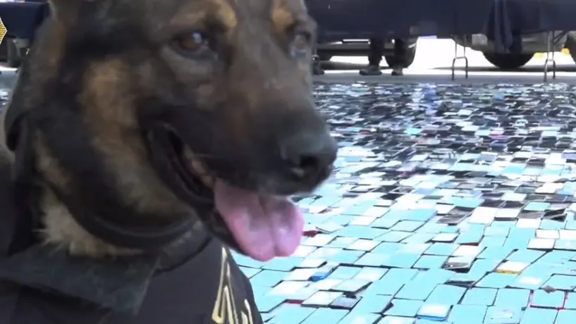 Perritos policías encuentran más de 6 mil celulares en centros penitenciarios de la CDMX