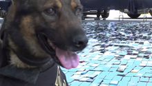 Perritos policías encuentran más de 6 mil celulares en centros penitenciarios de la CDMX